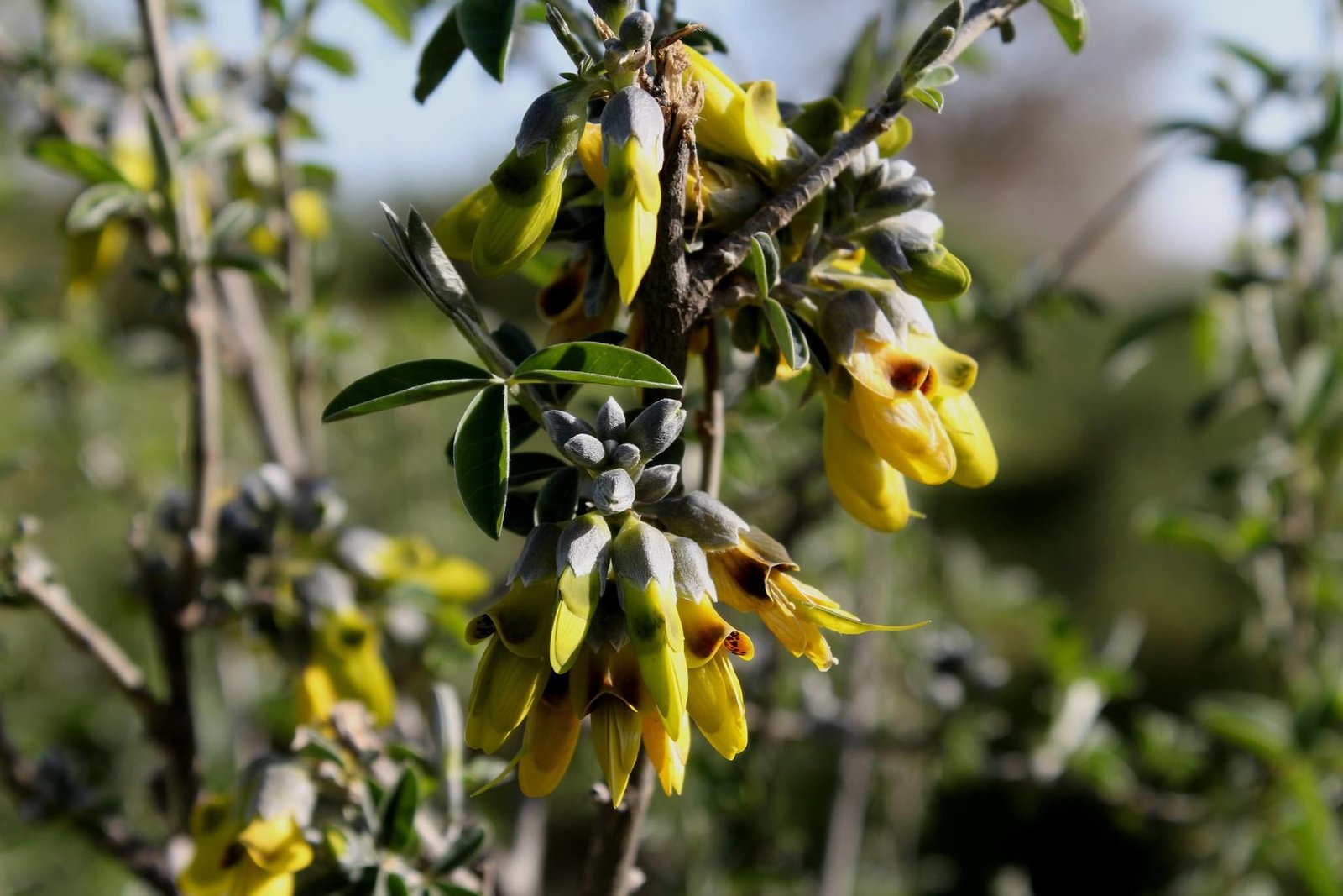 Anagyris foetida